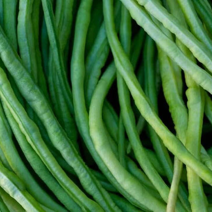 Asparagus Bean Seeds - Vegetable Plant