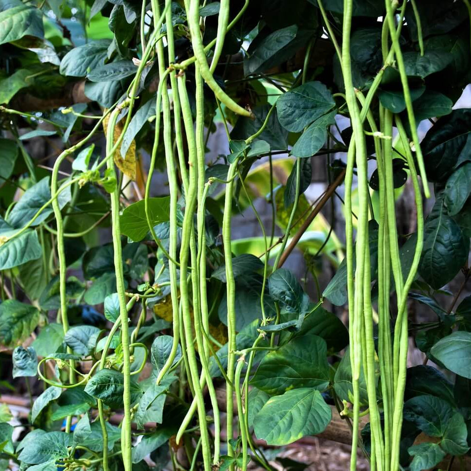 Asparagus Beans Cowpea Seeds 