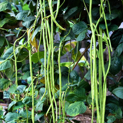 Asparagus Beans Cowpea Seeds 