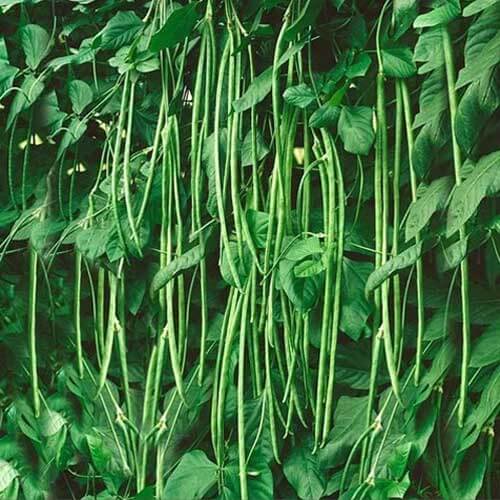 Asparagus Beans Cowpea Seeds 