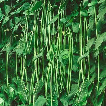 Asparagus Beans Cowpea Seeds 
