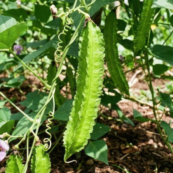 Asparagus Pea Seeds - Heirloom Vegetable Plant for Home Gardens