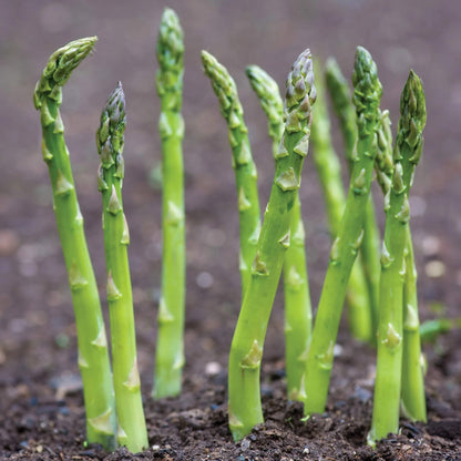 Asparagus Pea Seeds - Heirloom Vegetable Plant for Home Gardens