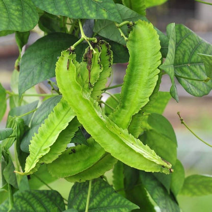 Asparagus Pea Seeds - Heirloom Vegetable Plant for Home Gardens