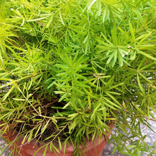 Asparagus Seeds