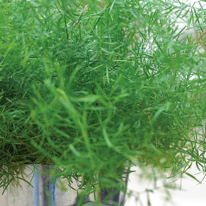 Asparagus Seeds