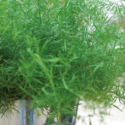 Asparagus Seeds