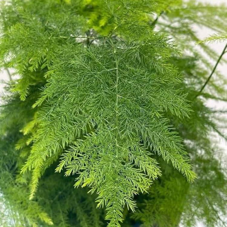 Asparagus Seeds