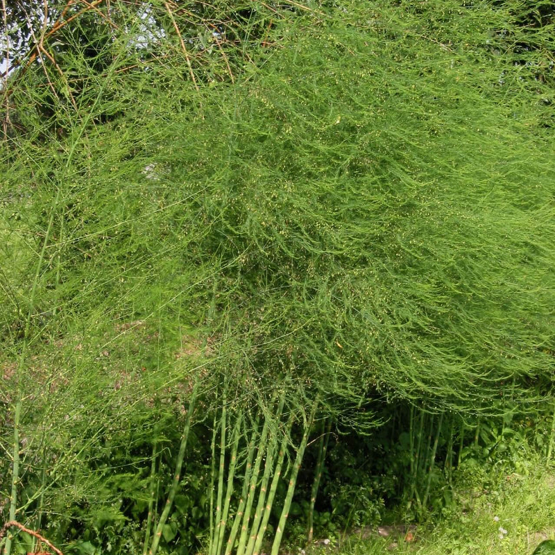 Asparagus Seeds