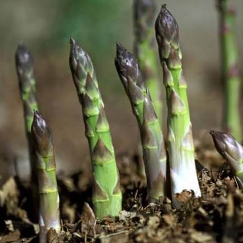 Asparagus seeds - Vegetable Plant