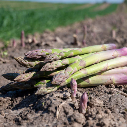 Asparagus seeds - Vegetable Plant