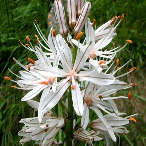 Asphodelus Seeds - Heirloom Flower Plant for Home Gardens