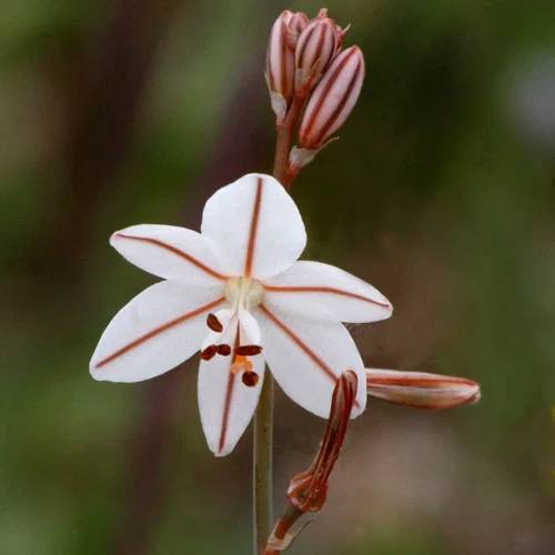 Asphodelus Seeds - Heirloom Flower Plant for Home Gardens