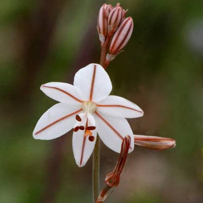 Asphodelus Seeds - Heirloom Flower Plant for Home Gardens