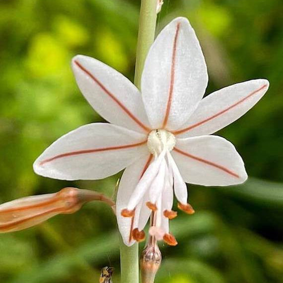 Asphodelus Seeds - Heirloom Flower Plant for Home Gardens