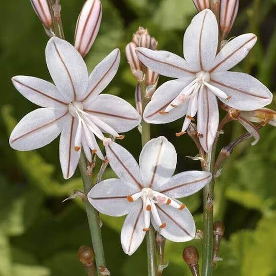 Asphodelus Seeds - Heirloom Flower Plant for Home Gardens