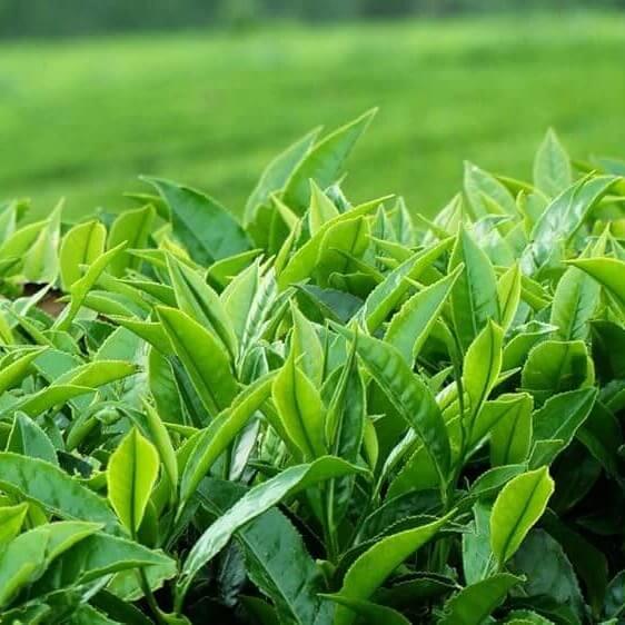 Assam Tea Plant seeds