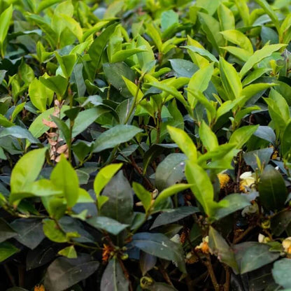Assam Tea Plant seeds