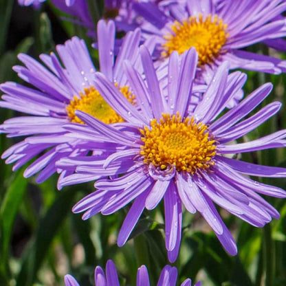 Aster Alpinus Seeds - Flower Plant