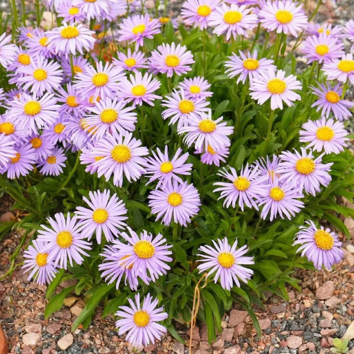 Aster Alpinus Seeds - Flower Plant