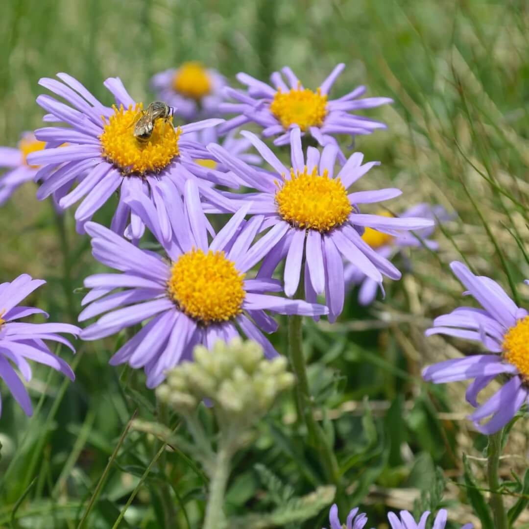 Aster Alpinus Seeds - Flower Plant