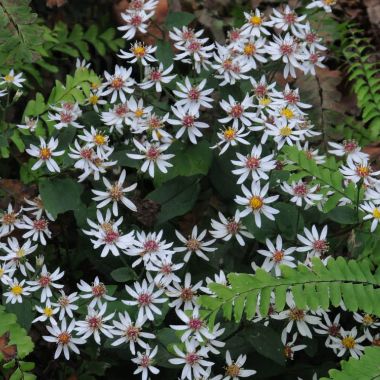 Aster Divaricatus white wood aster seeds 