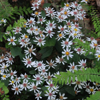 Aster Divaricatus white wood aster seeds 