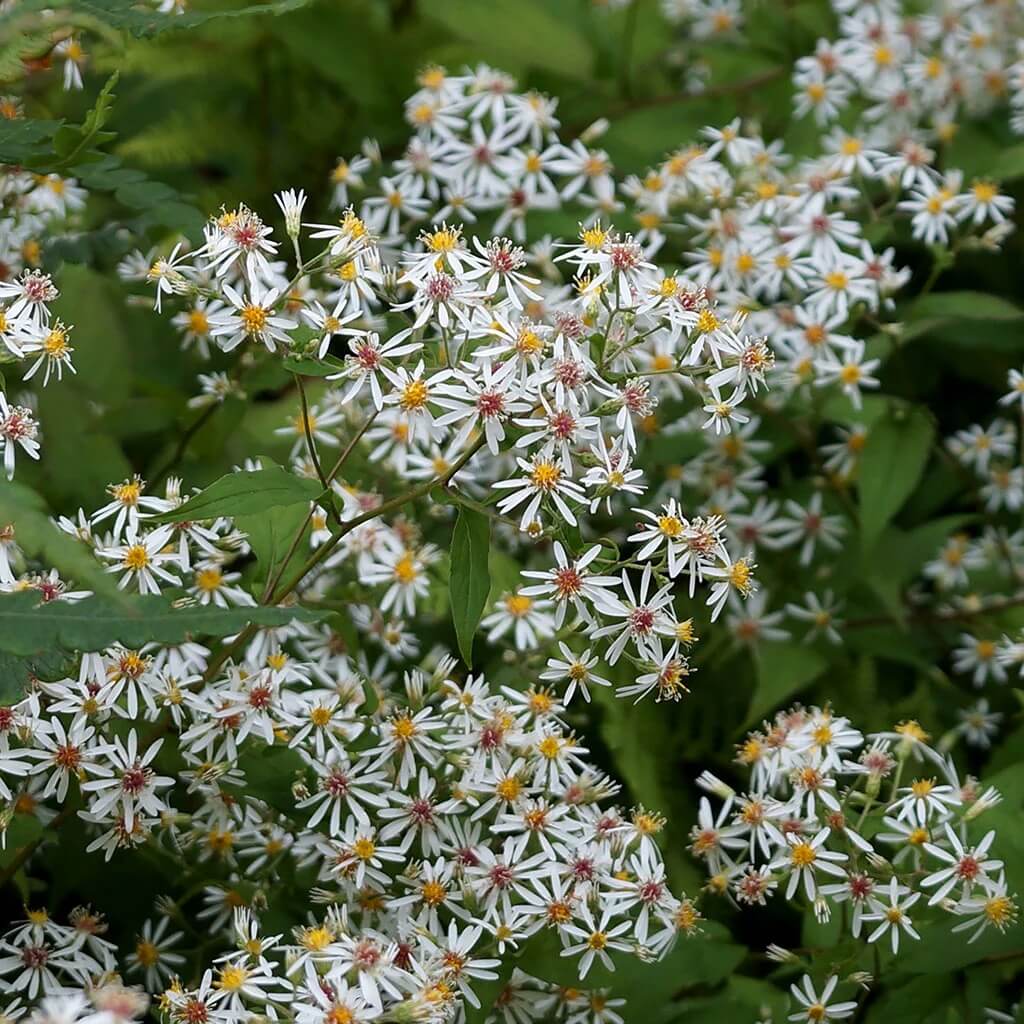 Aster Divaricatus white wood aster seeds 