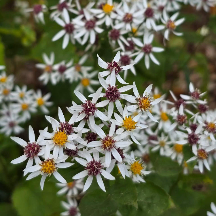 Aster Divaricatus white wood aster seeds 