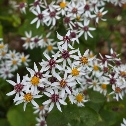 Aster Divaricatus white wood aster seeds 