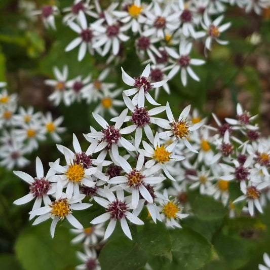 Aster Divaricatus white wood aster seeds 