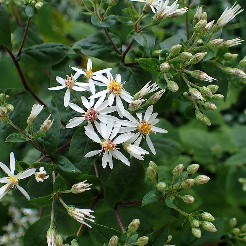 Aster Divaricatus white wood aster seeds 
