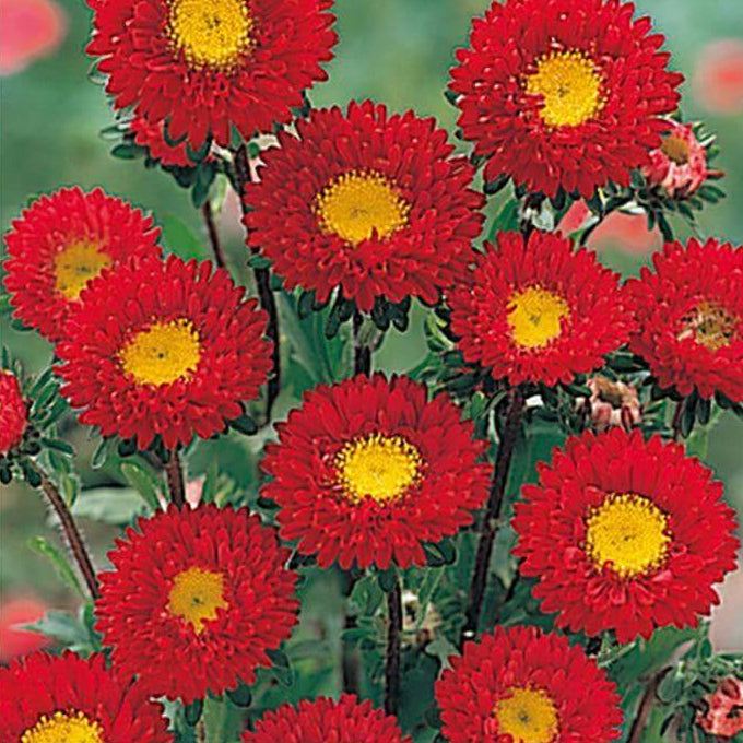 Aster Red Seeds - Heirloom Flower Plant for Home Gardens