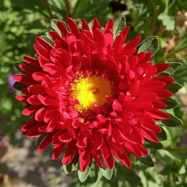 Aster Red Seeds - Heirloom Flower Plant for Home Gardens