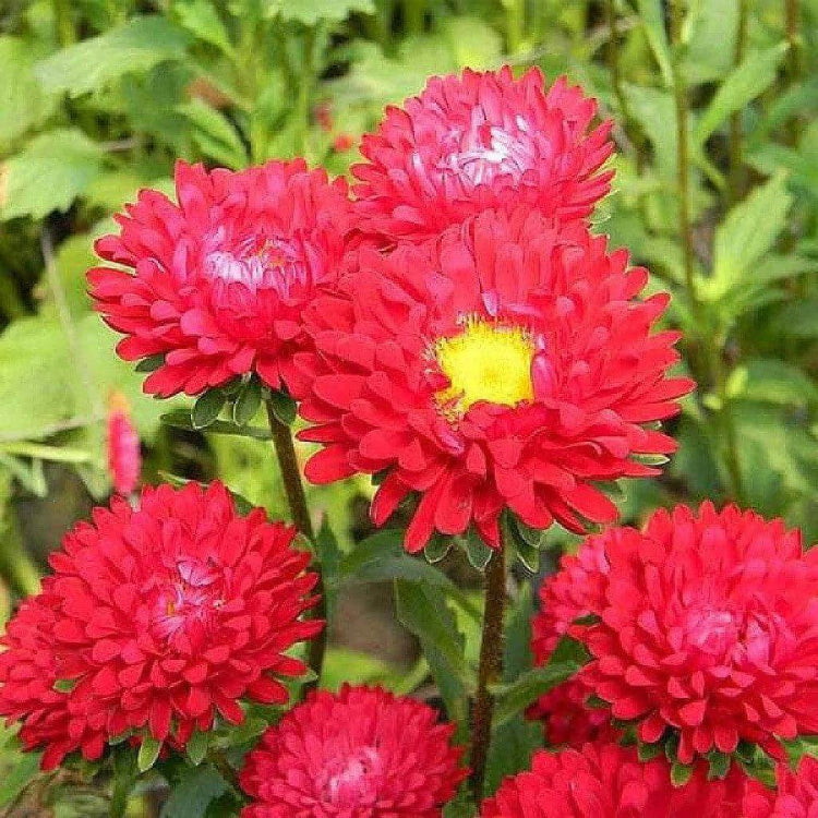 Aster Red Seeds - Heirloom Flower Plant for Home Gardens