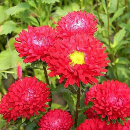 Aster Red Seeds - Heirloom Flower Plant for Home Gardens
