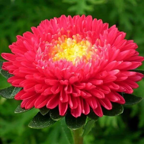 Aster Red Seeds - Heirloom Flower Plant for Home Gardens