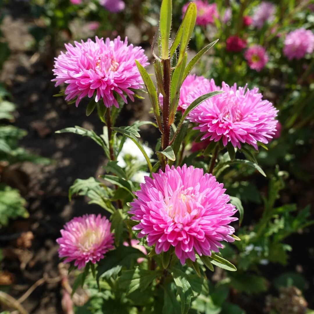 Aster Seeds - Flower Plant