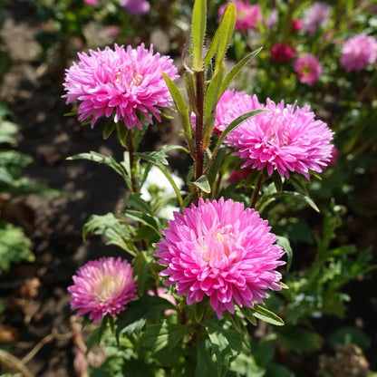 Aster Seeds - Flower Plant