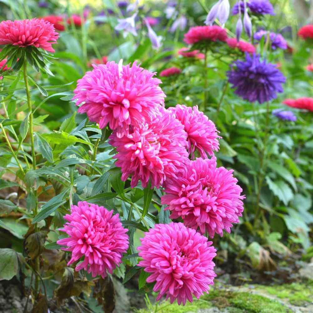 Aster Seeds - Flower Plant