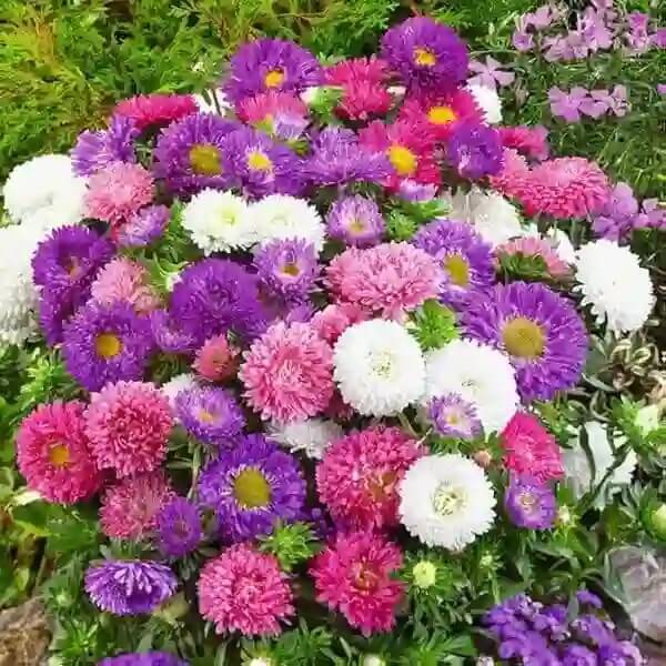 Aster Seeds - Flower Plant