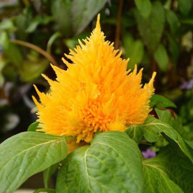 Astilbe Yellow Seeds - Heirloom Flower Plant for Home Gardens
