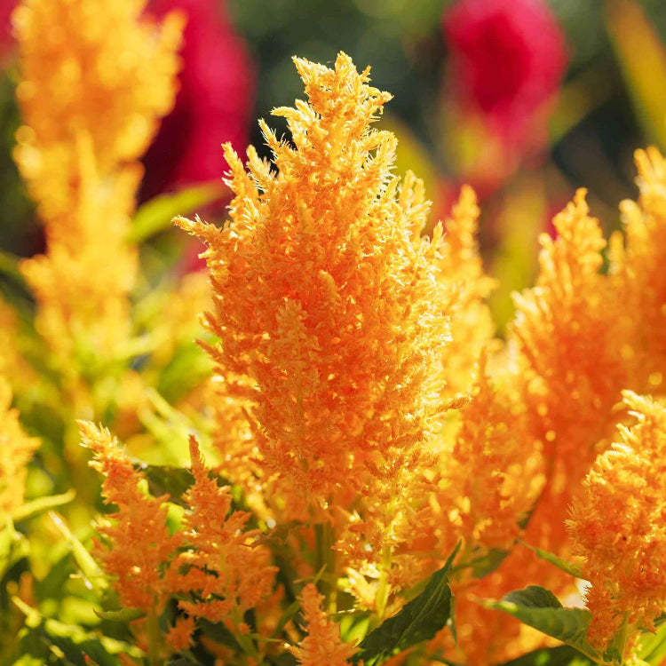 Astilbe Yellow Seeds - Heirloom Flower Plant for Home Gardens