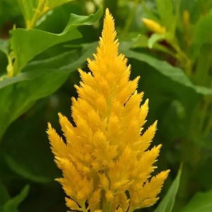 Astilbe Yellow Seeds - Heirloom Flower Plant for Home Gardens