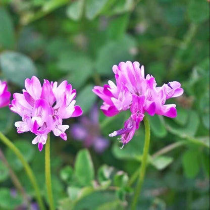 Astragalus Seeds - Heirloom Herbal Plant for Home Gardens