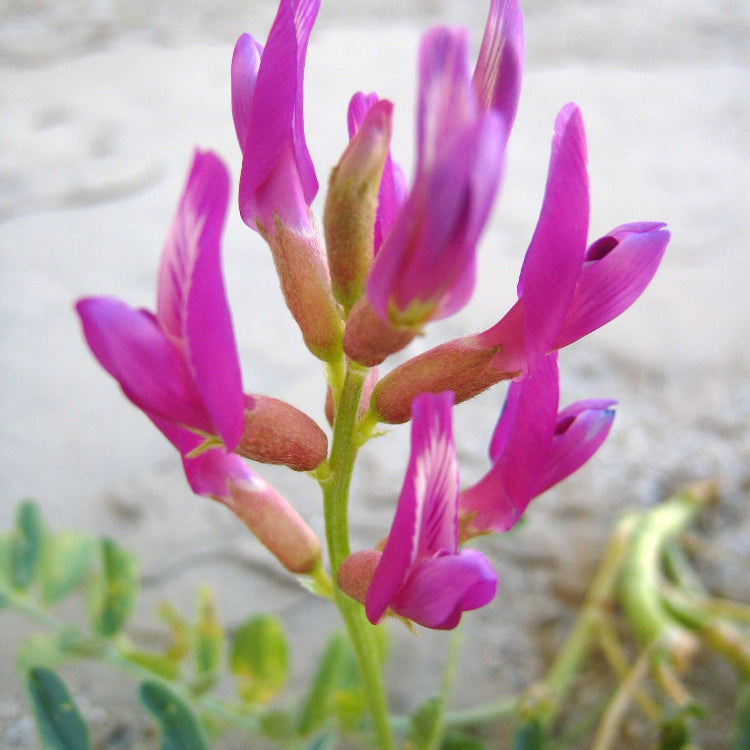 Astragalus Seeds - Heirloom Herbal Plant for Home Gardens