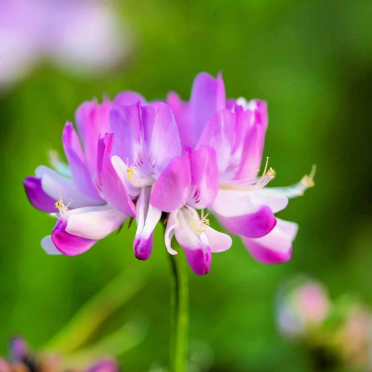 Astragalus Seeds - Heirloom Herbal Plant for Home Gardens