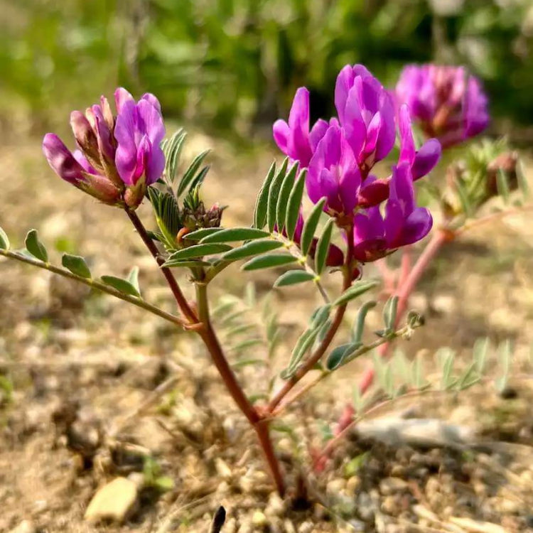 Astragalus Seeds - Heirloom Herbal Plant for Home Gardens
