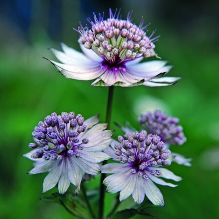 Astrantia Major Seeds - Flower Plant