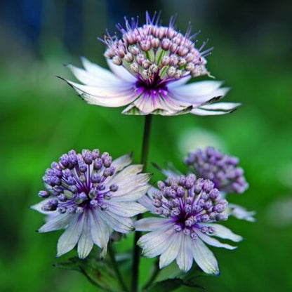 Astrantia Major Seeds - Flower Plant